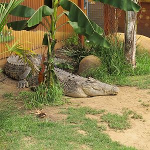 Saltwater Crocodile - Butterfly Creek 2011