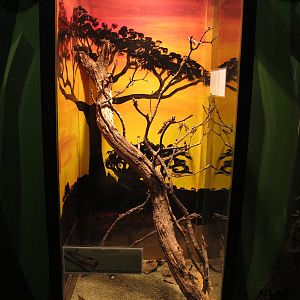 Migratory Locust Exhibit - Butterfly Creek 2011