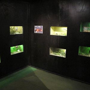 Tarantula Terrariums - Butterfly Creek 2011