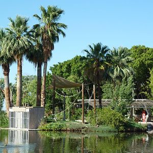 Buff-Cheeked Gibbon Island