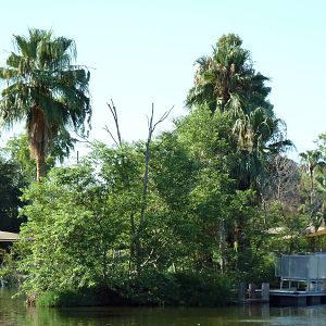 Buff-Cheeked Gibbon Island