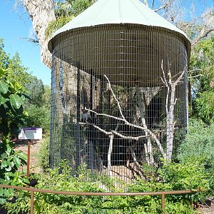 King Vulture Exhibit
