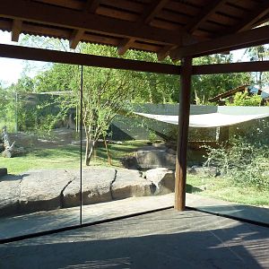 Komodo Dragon Exhibit