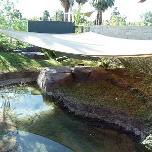 Komodo Dragon Exhibit