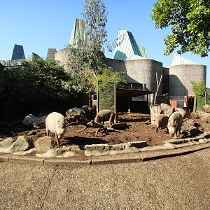 Bearded Pigs at London Zoo