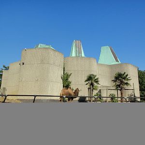 Bactrian Camel Exhibit at London Zoo