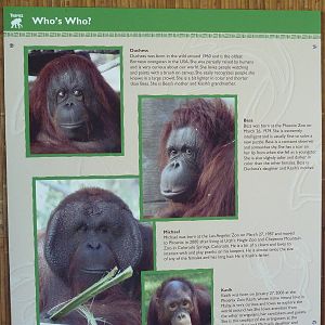 Orangutan Exhibit Signage - New In 2011