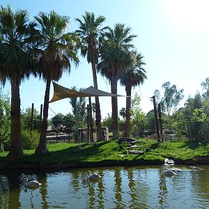 Buff-Cheeked Gibbon Island