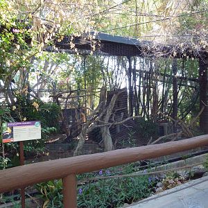 Tropical Flights - Rhinoceros Hornbill Exhibit