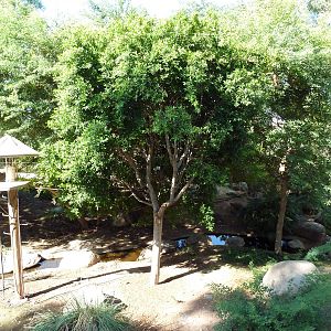 Monkey Village - Walk-Through Squirrel Monkey Exhibit