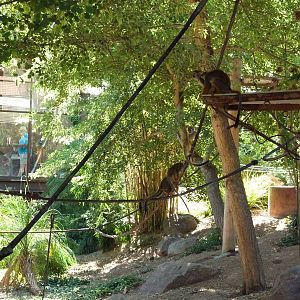 Monkey Village - Walk-Through Squirrel Monkey Exhibit