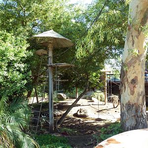 Monkey Village - Walk-Through Squirrel Monkey Exhibit