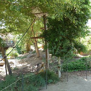 Monkey Village - Walk-Through Squirrel Monkey Exhibit
