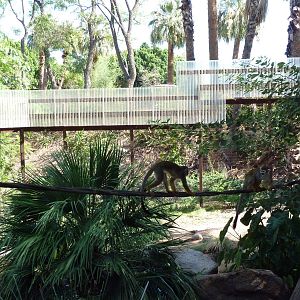 Monkey Village - Walk-Through Squirrel Monkey Exhibit