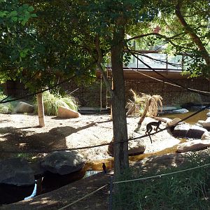 Monkey Village - Walk-Through Squirrel Monkey Exhibit