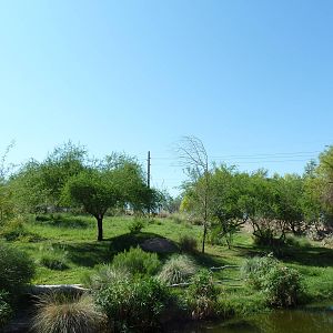 African Wild Dog Exhibit
