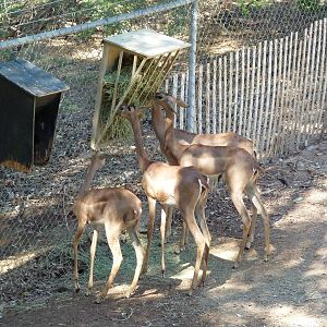 Gerenuk Feeding Time
