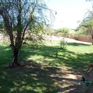 African Exhibit (4 Species)