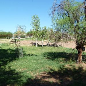 African Exhibit (4 Species)