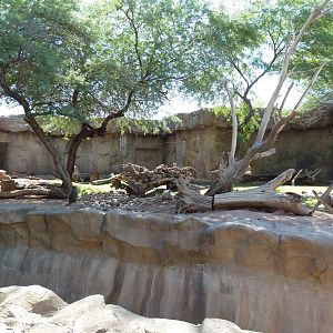 Hamadryas Baboon Exhibit