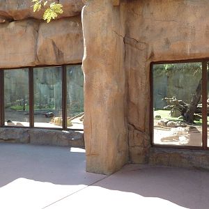 Hamadryas Baboon Exhibit