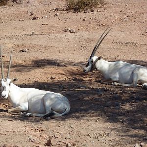 Desert Lives Trail - Arabian Oryx