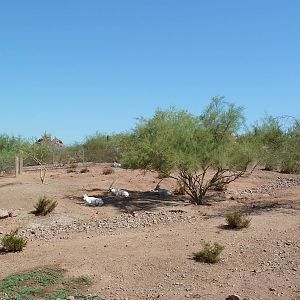 Desert Lives Trail - Arabian Oryx Exhibit
