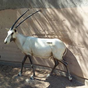 Desert Lives Trail - Arabian Oryx Statue