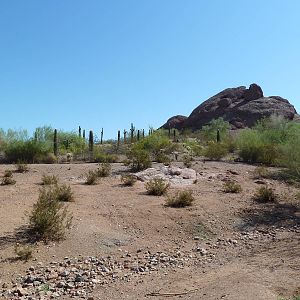 Desert Lives Trail - Arabian Oryx Exhibit