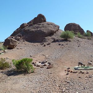 Desert Lives Trail - Desert Bighorn Sheep Exhibit