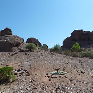 Desert Lives Trail - Desert Bighorn Sheep Exhibit