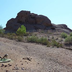 Desert Lives Trail - Desert Bighorn Sheep Exhibit