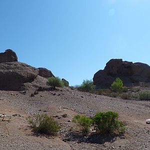Desert Lives Trail - Desert Bighorn Sheep Exhibit