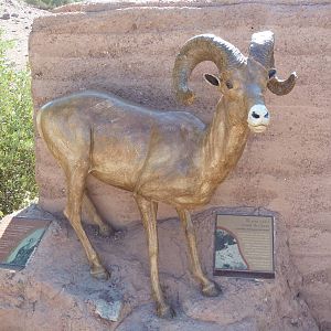 Desert Lives Trail - Desert Bighorn Sheep Statue