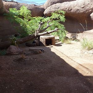 Fennec Fox Exhibit