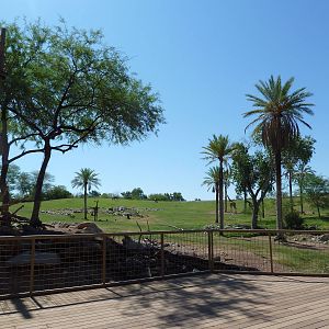 Mixed-Species African Savanna