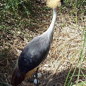 East African Crowned Crane With Eggs