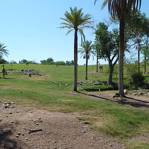 Mixed-Species African Savanna