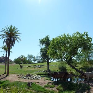 Mixed Species African Savanna