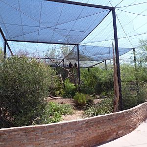 Arizona Trail - Turkey Vulture Aviary