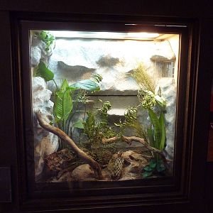 Arizona Trail - Ornate Tree Lizard/Madrean Alligator Lizard Exhibit