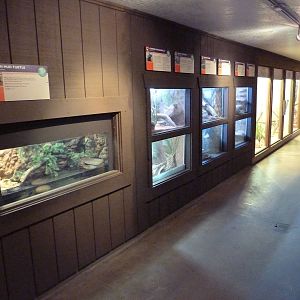 Arizona Trail - Reptile Gallery