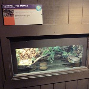 Arizona Trail - Sonoran Mud Turtle Exhibit