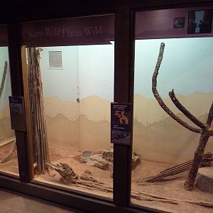 Arizona Trail - Rattlesnake Exhibit (3 Species)