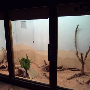 Arizona Trail - Western Diamondback Rattlesnake + Coachwhip Exhibit