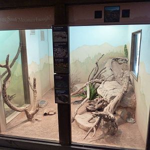 Arizona Trail - Reptile Exhibit (5 Species)