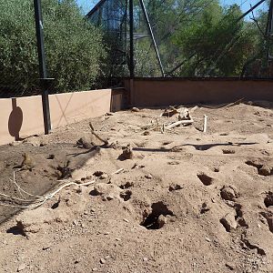 Arizona Trail - Black-Tailed Prairie Dog Exhibit