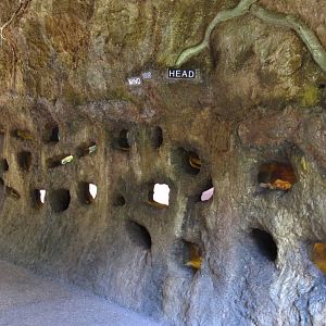 Naked Mole-rat exhibit