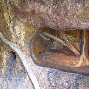 Naked Mole-rat exhibit