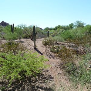 Arizona Trail - Coyote Exhibit